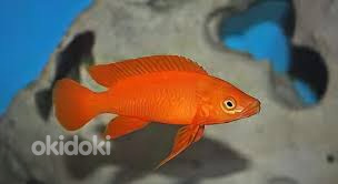 Лампрологус апельсиновый (Neolamprologus leleupi orange)