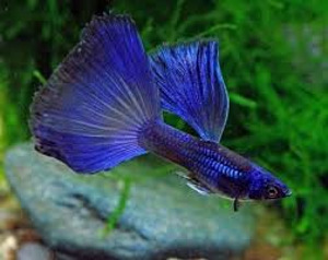 GUPPI SININE MOSKVA (Guppy Moscow Blue) (1 foto / 1)