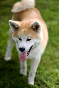 Akita inu / akita inu (2 foto / 2)