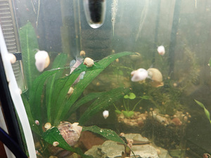 Õunateod (Ampullaria) (5 foto / 5)