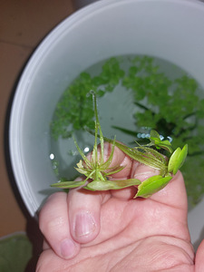 Limnobium laevigatum (2 фото из 2)