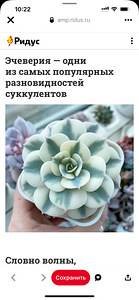 Суккулент и мини кактус. (7 фото из 10)