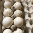 Инкубационное яйцо Утки (фото #1)