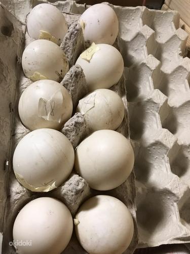Инкубационное яйцо Утки (фото #1)