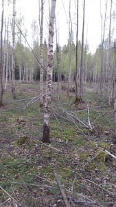 Работа кусторезом (4 фото из 7)