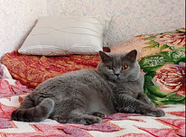 Британка для самых любящих людей