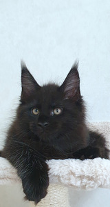 Maine Coon kassipojad Tallinna profesionalne kasvandus. (2 foto / 9)