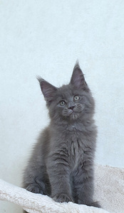 Maine Coon kassipojad Tallinna profesionalne kasvandus. (3 foto / 9)