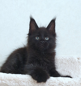 Maine Coon kassipojad Tallinna profesionalne kasvandus. (6 foto / 9)