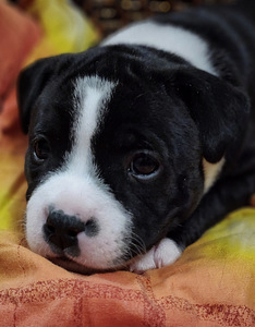 Stafforshire'i bullterjer (staffy) (4 foto / 9)