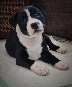Stafforshire'i bullterjer (staffy) (7 foto / 9)