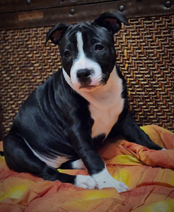 Stafforshire'i bullterjer (staffy) (1 foto / 9)