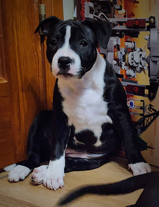 Stafforshire'i bullterjer (staffy) (9 foto / 9)