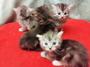Персидские котята (6 фото из 6)