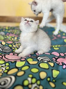 Шотландский прямоухий (3 фото из 6)