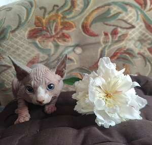 Котята