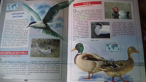 Большая книга (2 фото из 3)