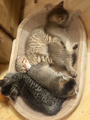 Шотландские котята вислоухие и прямоухие