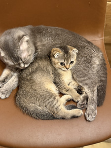Шотландские котята вислоухие и прямоухие (5 фото из 7)