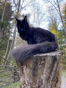Ma kingin sulle ilusa kassi 😻 (5 foto / 10)