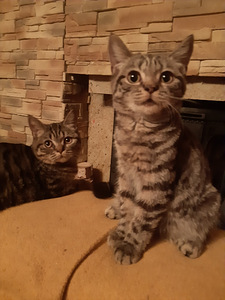 Британский котенок (6 фото из 7)