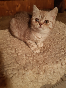 Британский котенок (2 фото из 5)