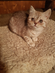 Британский котенок (3 фото из 5)