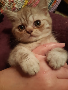 Британский котенок (5 фото из 5)