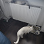 Кот белый ангорский (фото #4)