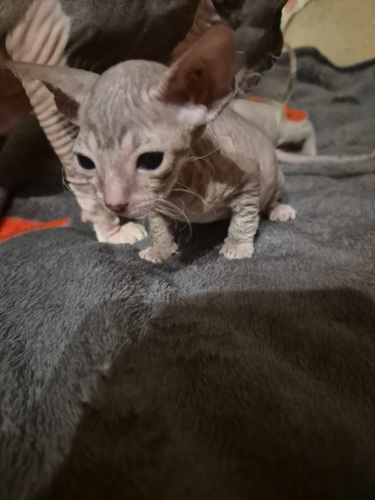 Котята донского сфинкса