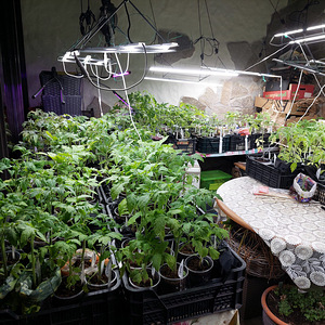 Tomatite taimed / Tomato seedlings (3 foto / 3)