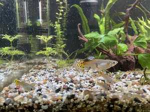 Guppy (1 foto / 3)