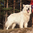 Белая швейцарская овчарка (фото #2)