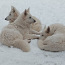 Белые швейцарские овчарки (фото #2)