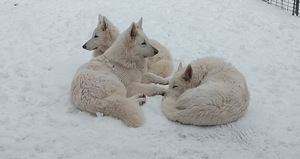 Baltie šveices aitu suņi (2 foto no 5)