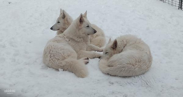 Baltie šveices aitu suņi (foto #2)