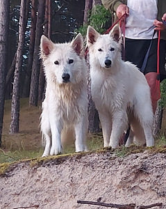 Valge šveitsi lambakoer (1 foto / 4)
