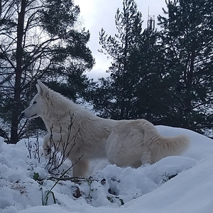 Valge šveitsi lambakoer (4 foto / 7)