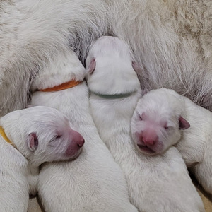 Valge šveitsi lambakoer (6 foto / 7)