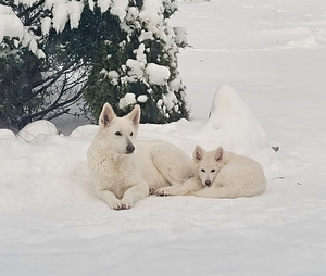 Valge šveitsi lambakoer (6 foto / 6)