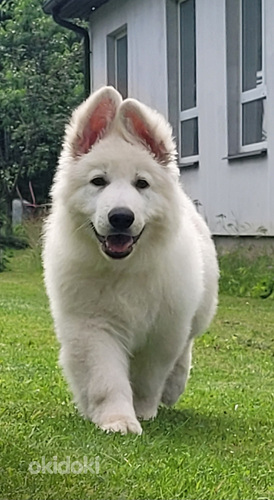 Valge Šveitsi lambakoer