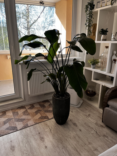 Nicolai streliitsia (Strelitzia nicolai)