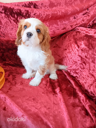 Кавалер Кинг Чарльз Спаниэль