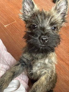 Cairn terrier kutsikas (2 foto / 3)