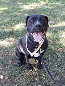 Ameerika pitbullterjer (4 foto / 4)