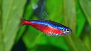 Tetra akvaarium 55l (3 foto / 7)