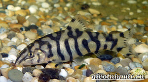 Tetra akvaarium 55l (6 foto / 7)