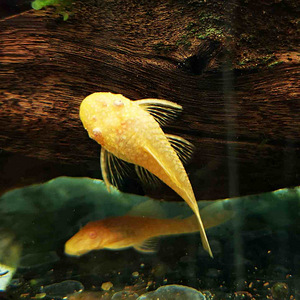Tetra akvaarium 55l (7 foto / 7)