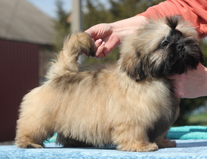 Shih tzu kutsikad (2 foto / 7)