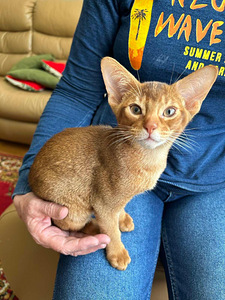 Abyssinian (4 foto / 7)